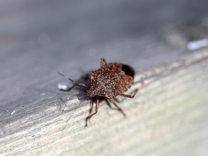 stink bug crawling on a new jersey home