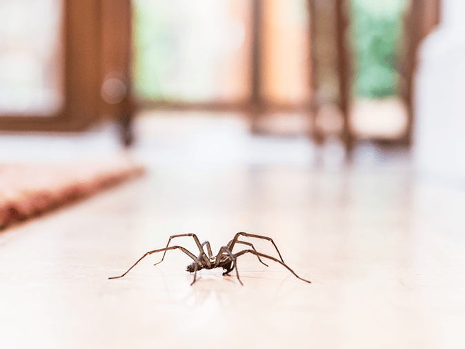 spider inside a new jersey home looking for food on kitchen floor