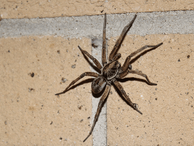 wolf spider web