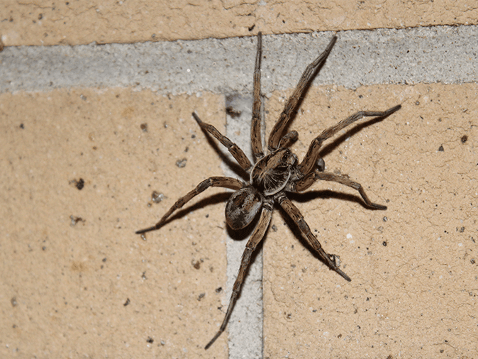 wolf spider in union county, nj