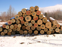 Hard Maple Veneer Logs