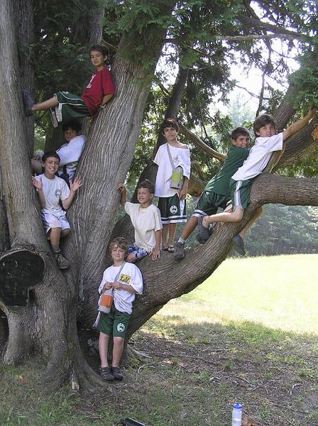 Boys_tree