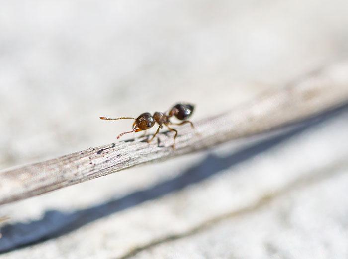 acrobat ant crawling on stem