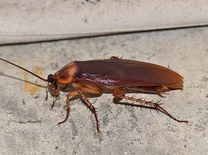 american cockroach inside virginia home