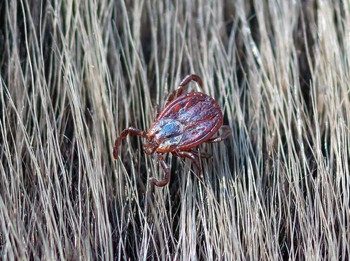 american dog tick on animal