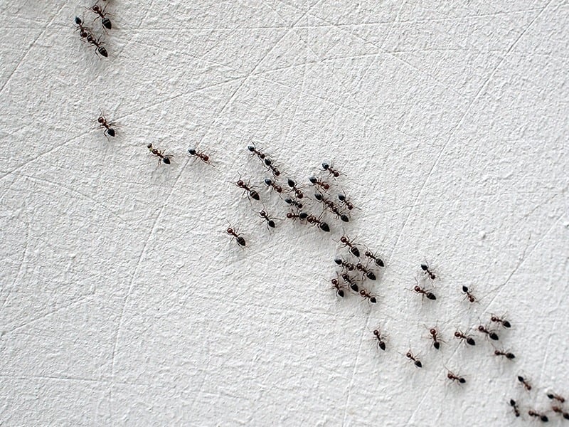 ants on drywall