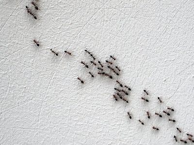 ants on drywall