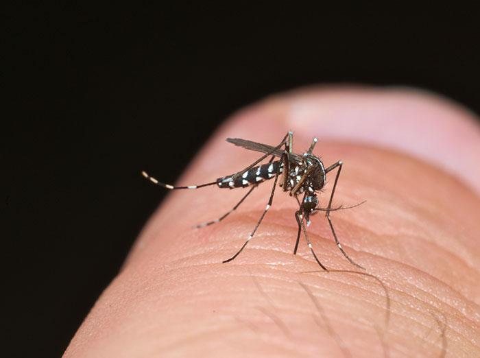 female mosquito biting person