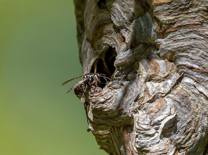 bald-faced hornet outside its aerial nest