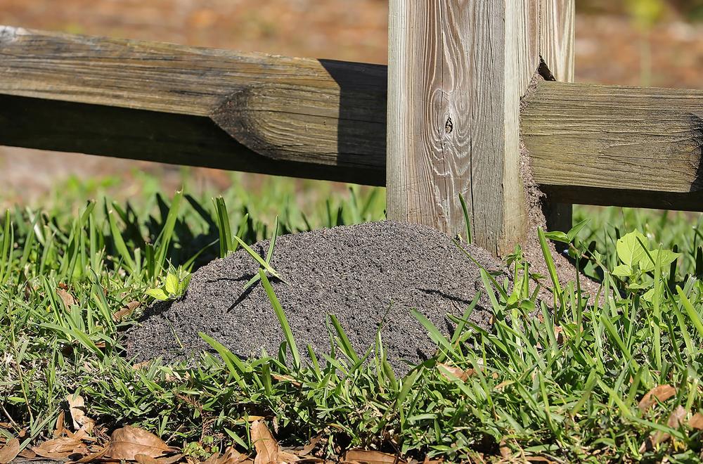 fire ant mound near fence hampton roads va