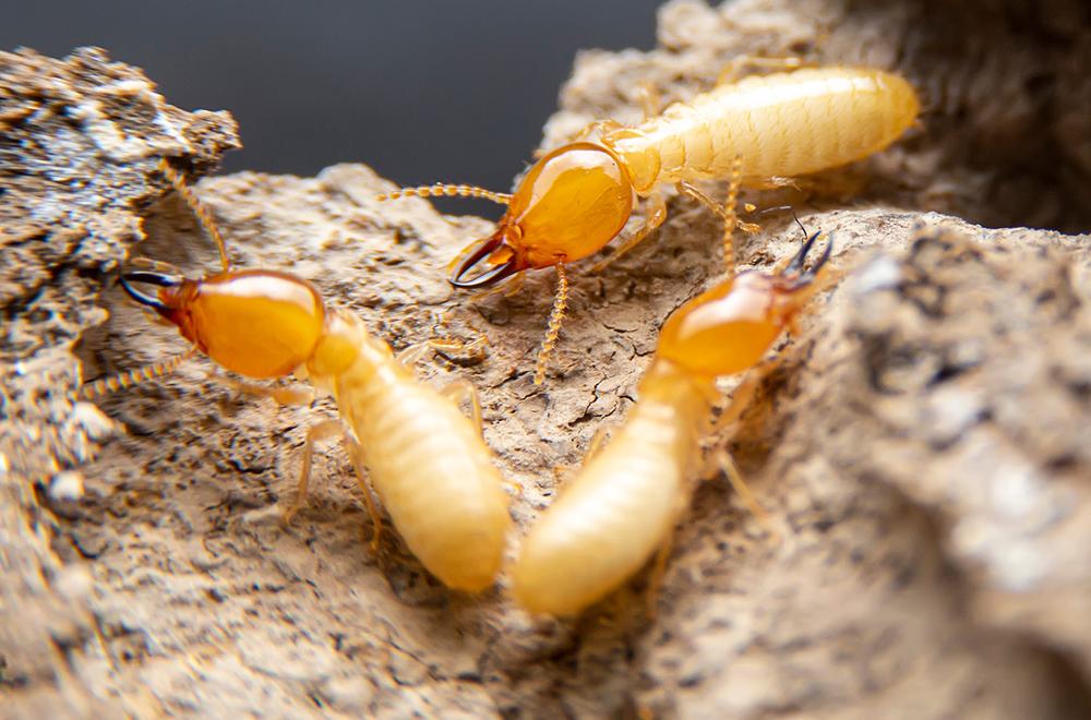 termites foraging in hampton roads va