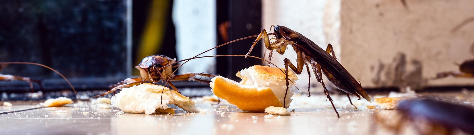 american cockroaches feeding on crumbs