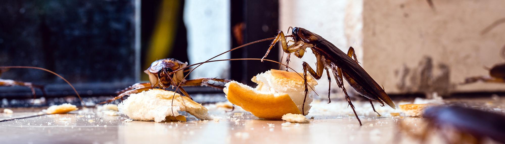 american cockroaches foraging for food in a kitchen