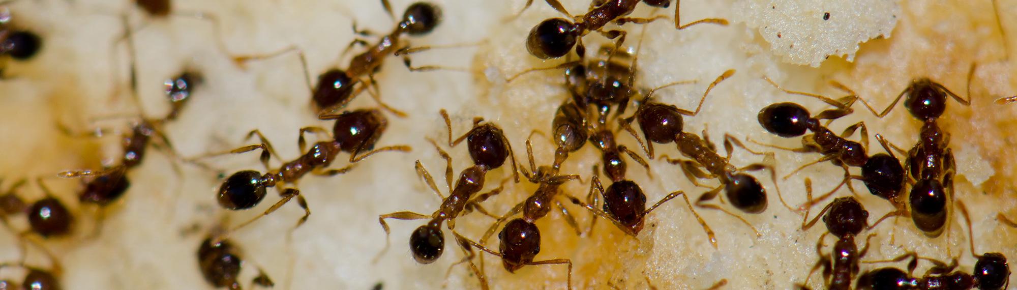argentine ants foraging for food
