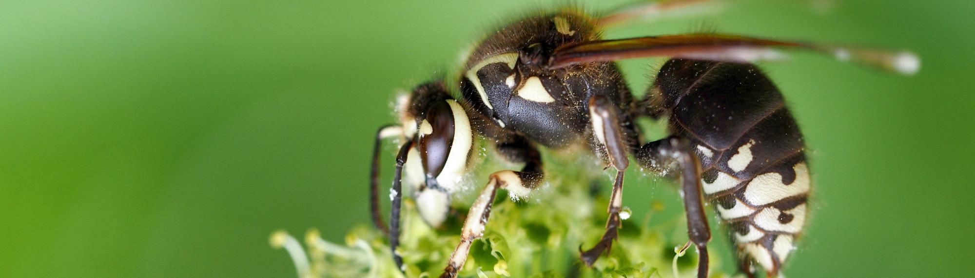 baldfaced hornet