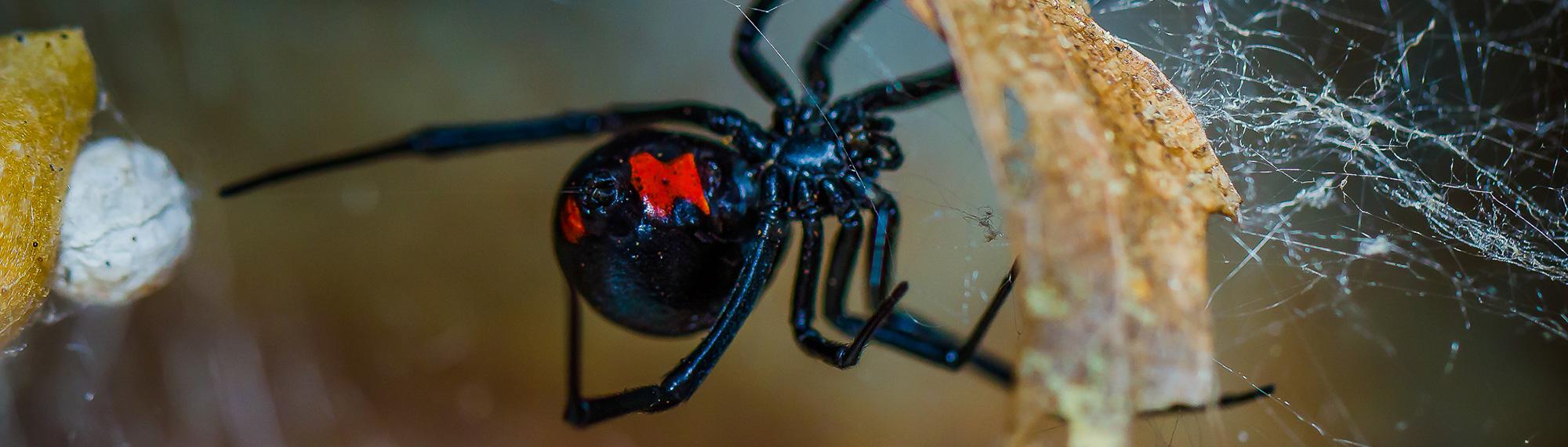 black widow spider in its web