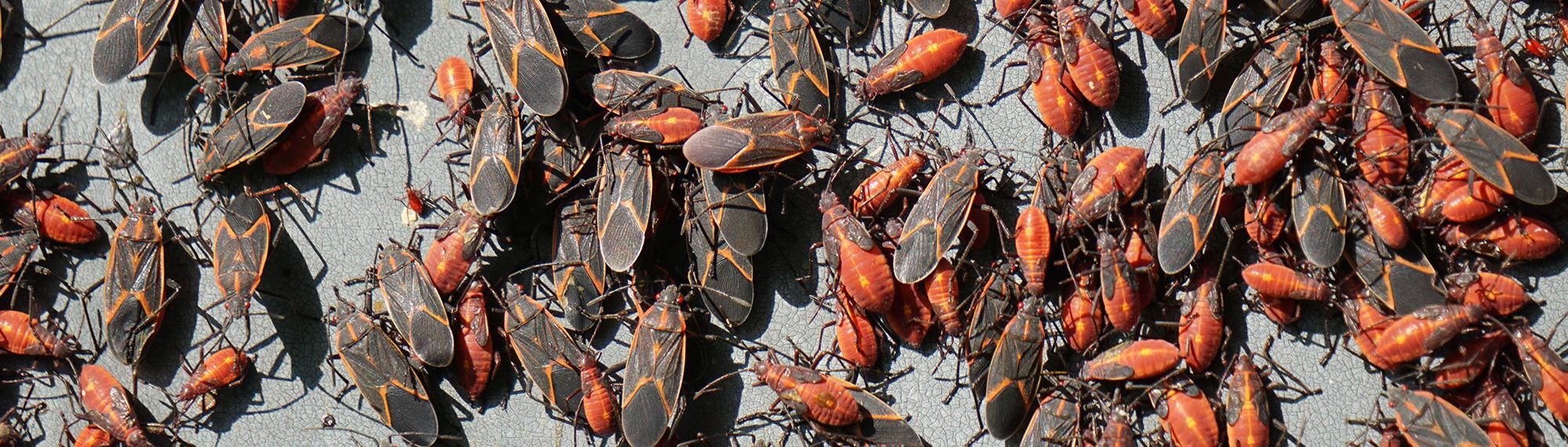 numerous boxelder bugs congregating outside home