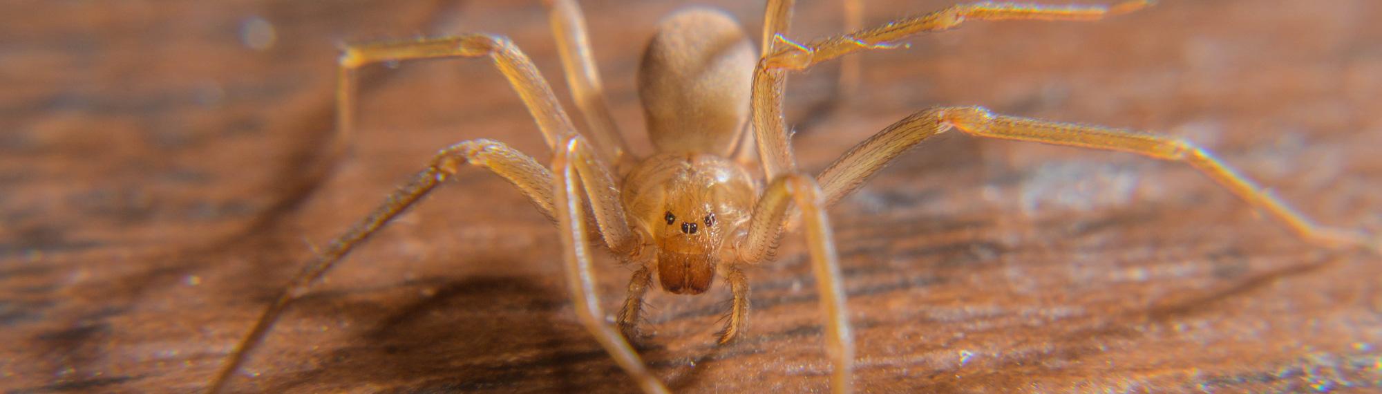 brown recluse spider crawling across wood floor
