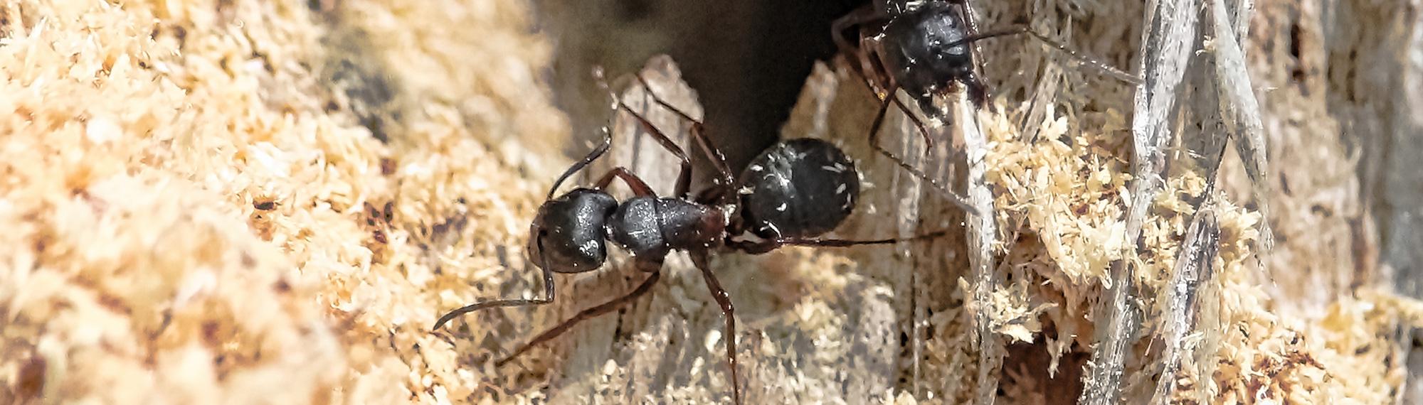 large black ants damaging wood