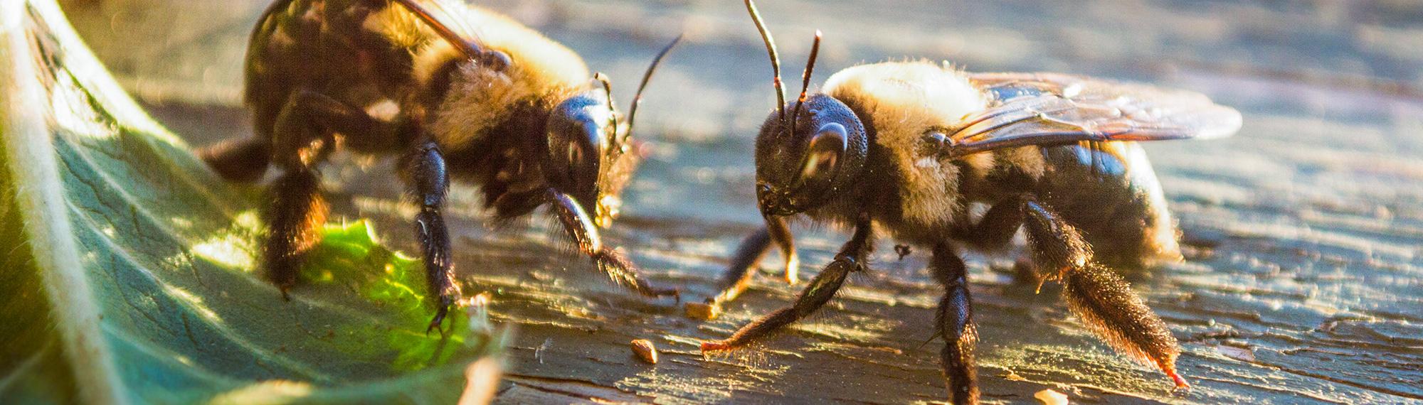 carpenter bees in norfolk va