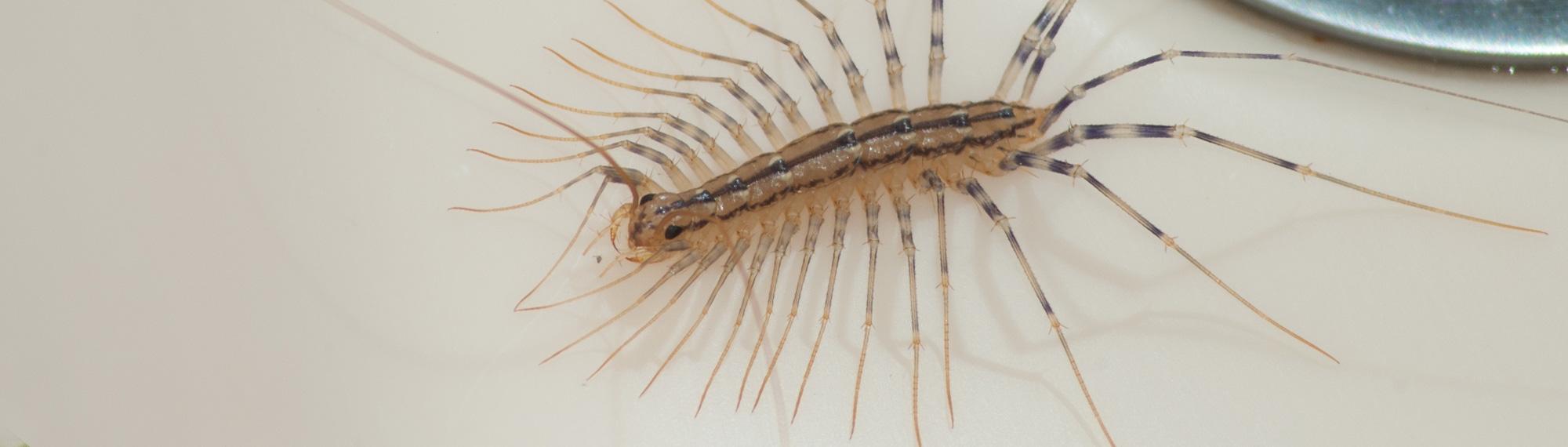 centipede in kitchen sink