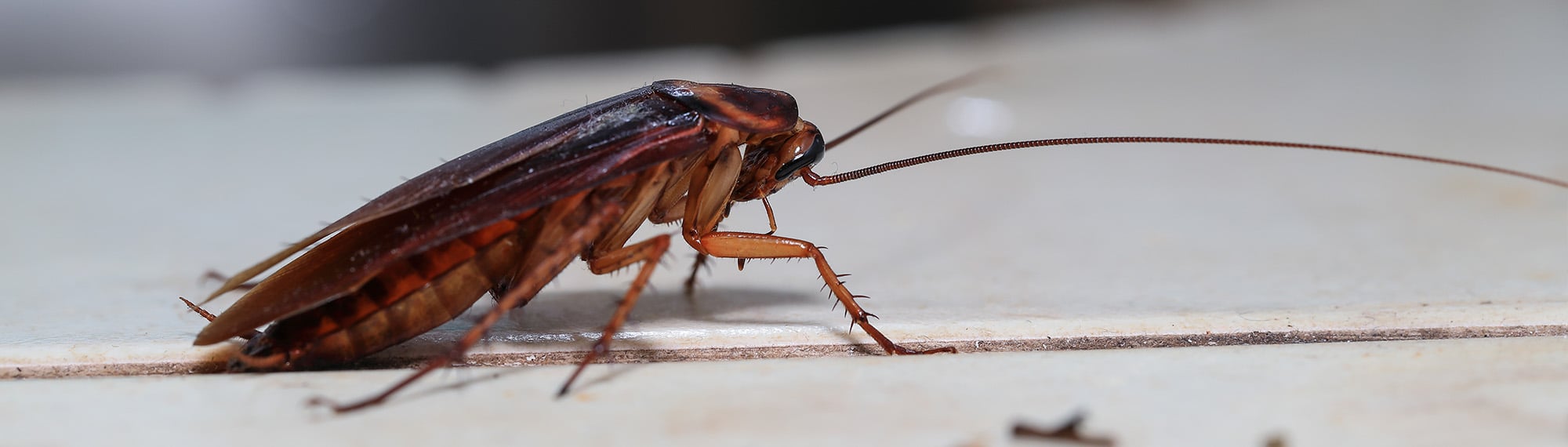 cockroach crawling on floor in norfolk, va