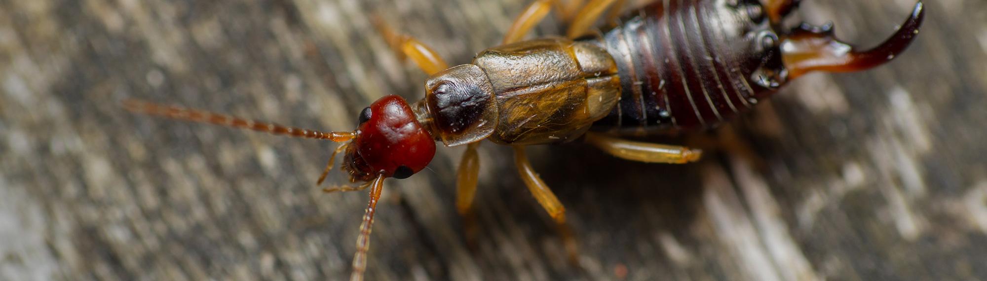 adult earwig crawling on wood surface