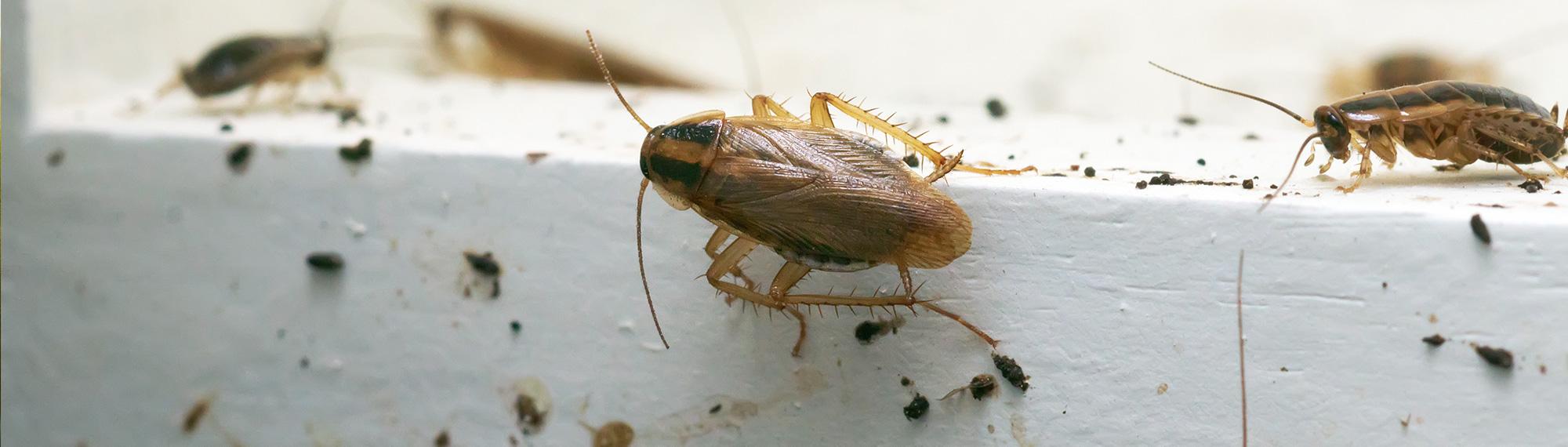 German cockroaches infesting a home