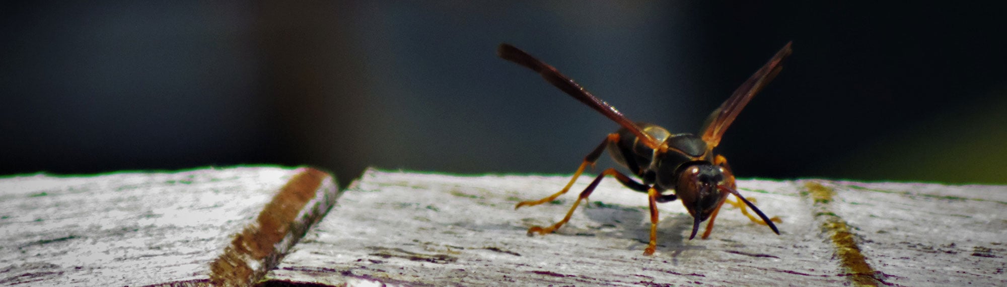 hornet in norfolk va