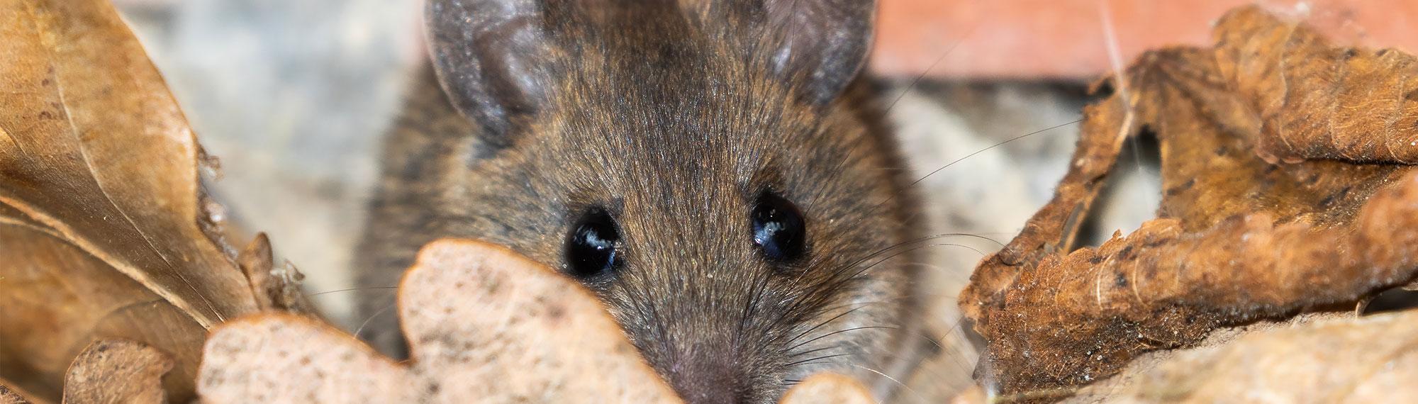 mouse outside of norfolk va home