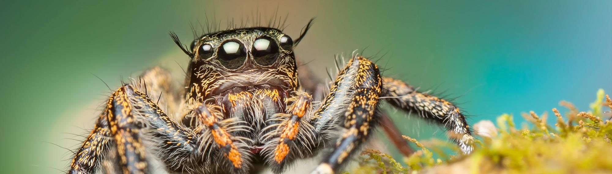 jumping spider