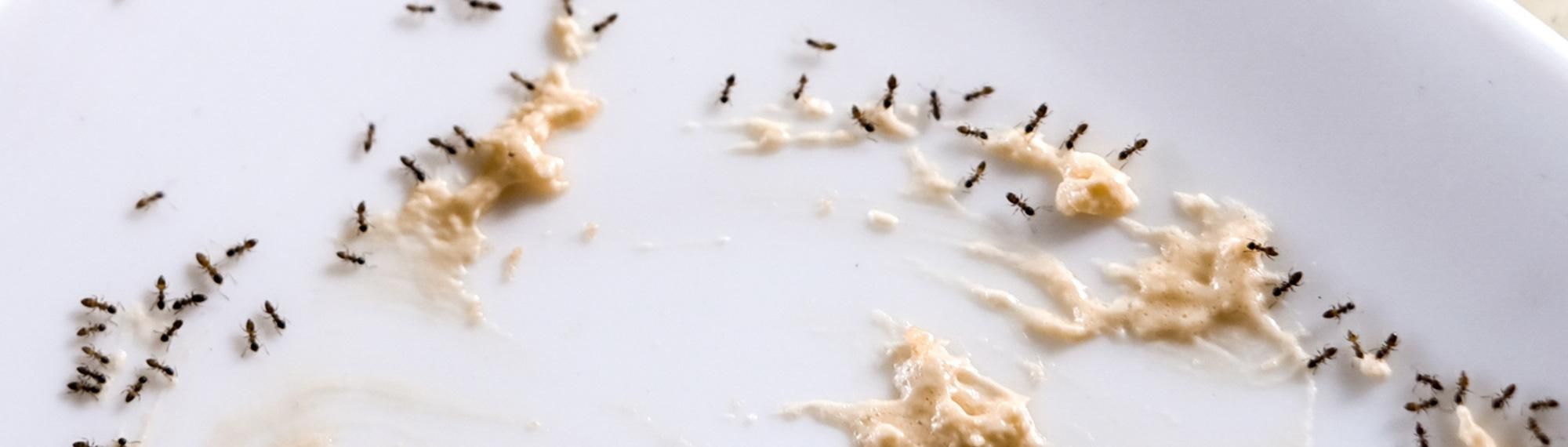 little black ants eating crumbs off floor