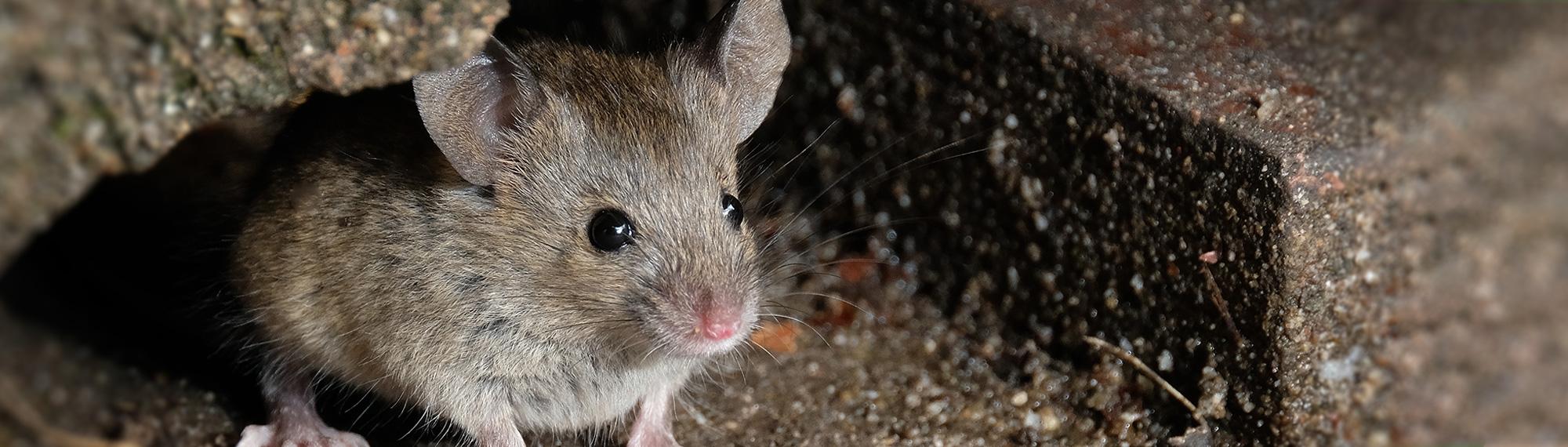 small mouse outside of a virginia home