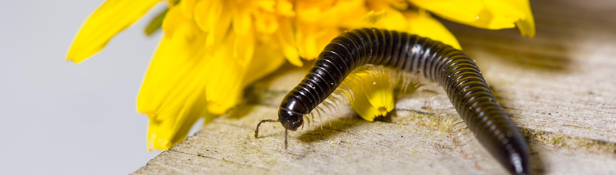 millipede crawling on ground