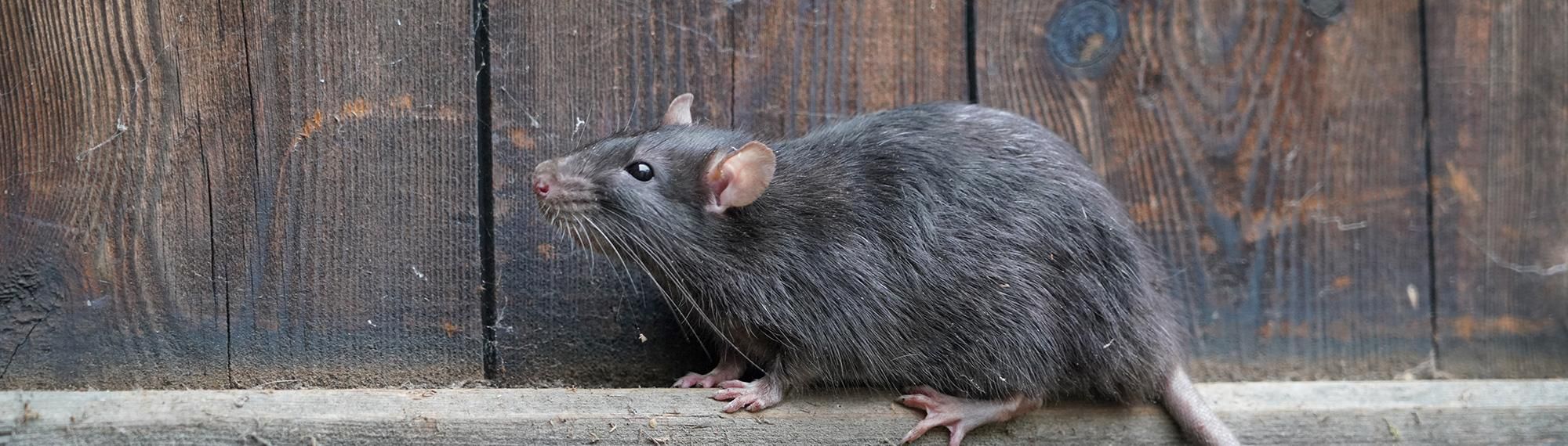 norway rat near a fence