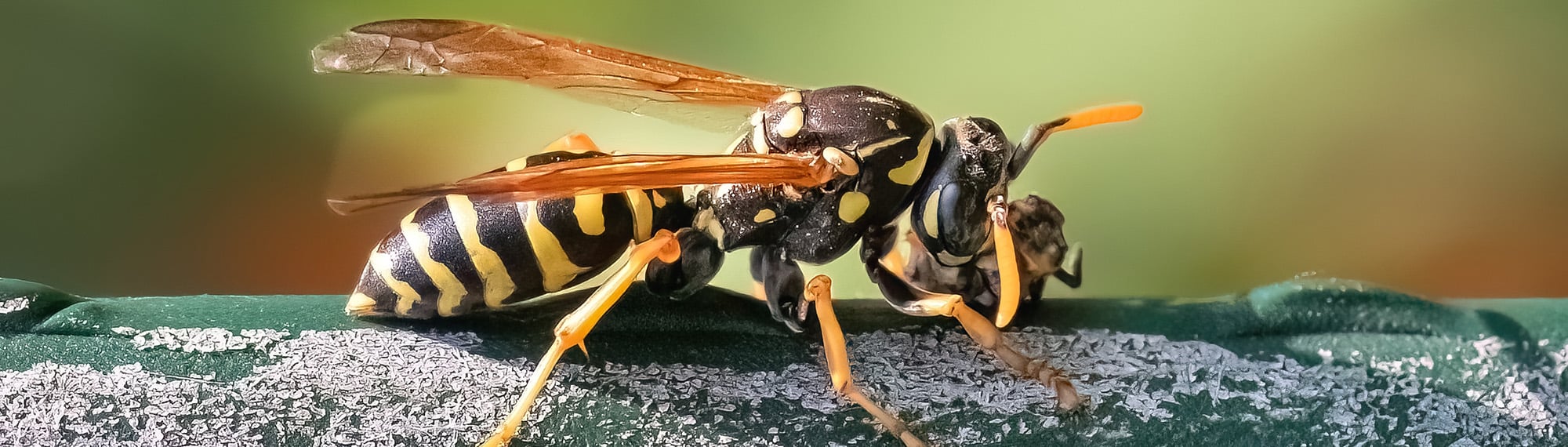 paper wasp on a rock