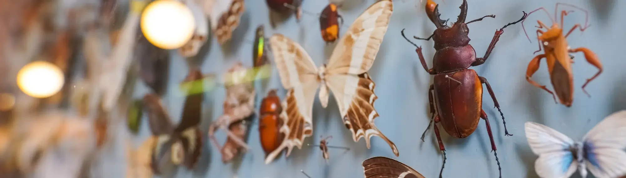 insects on display