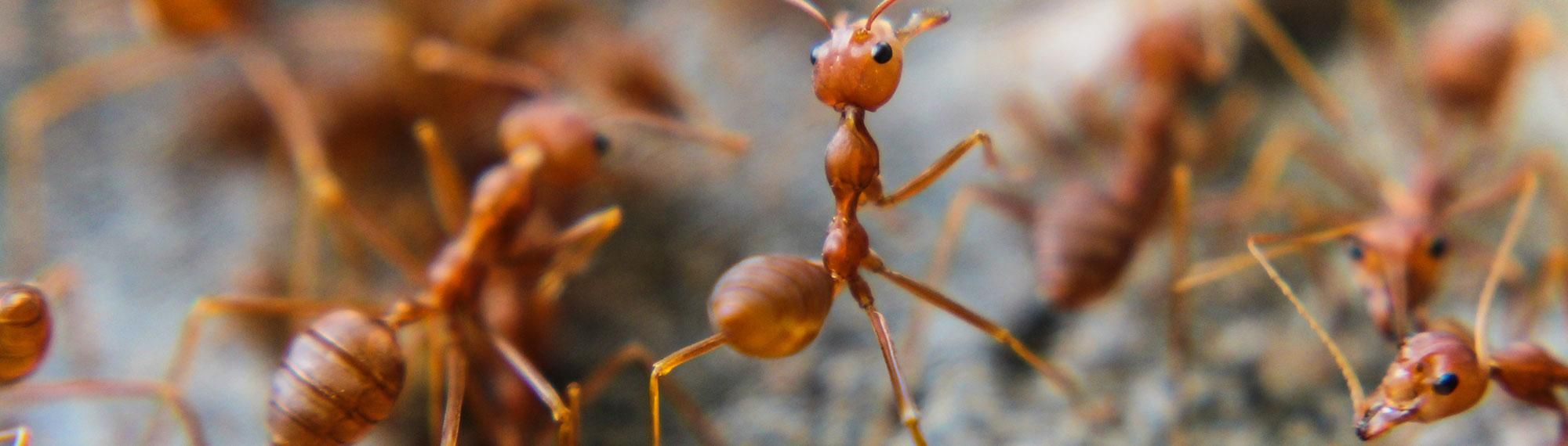 red imported fire ants in virginia