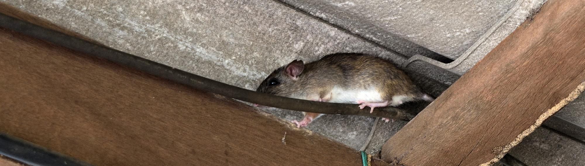 roof rat crawling in the rafters