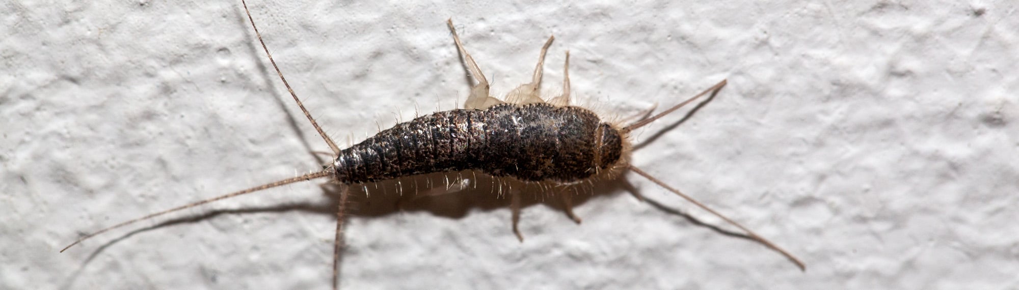 silverfish on white wall