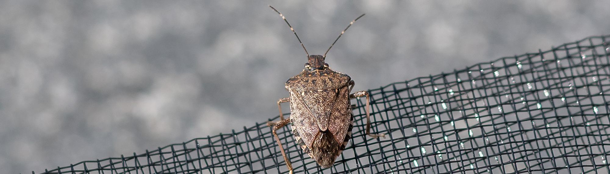 stink bug on screen