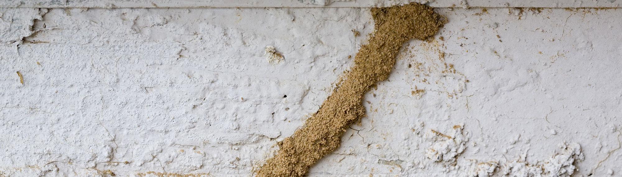 termite mud tubes are a warning sign of termite activity