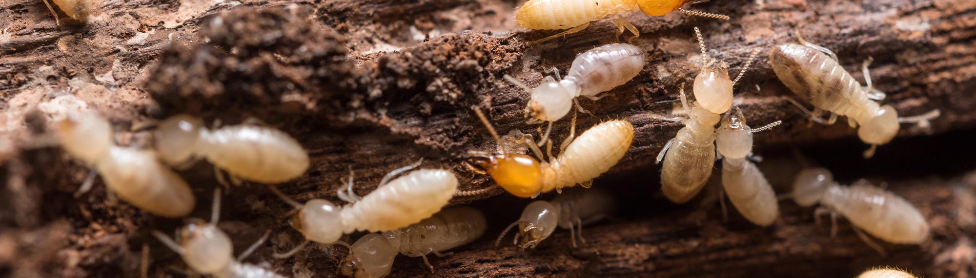 termites damaging wood
