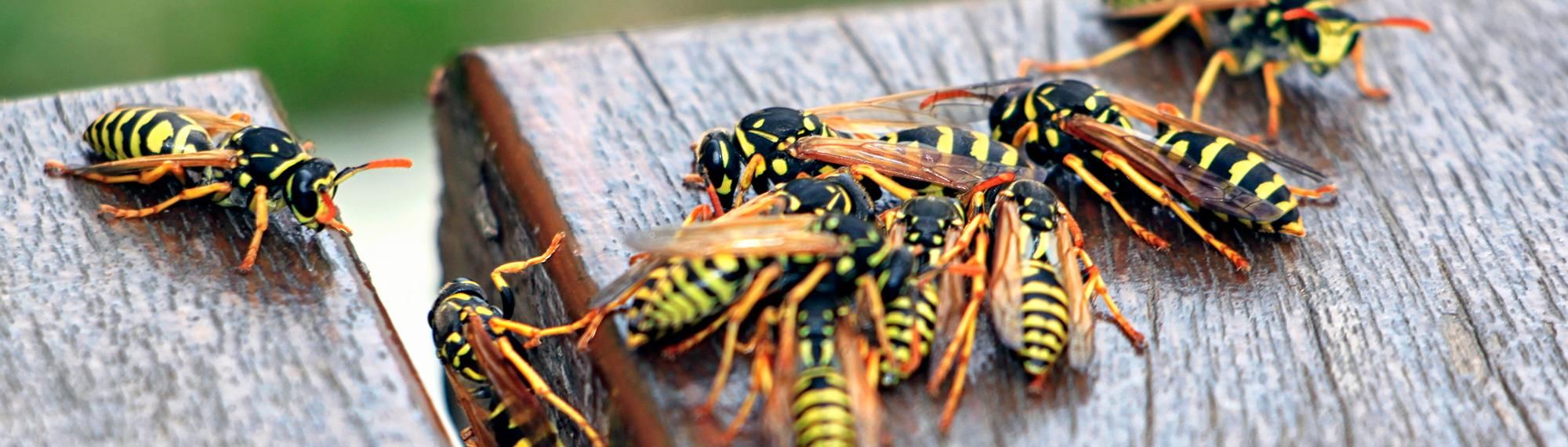 yellow jackets on a picnic table