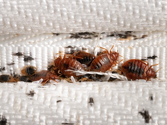 bed bugs in mattress seams