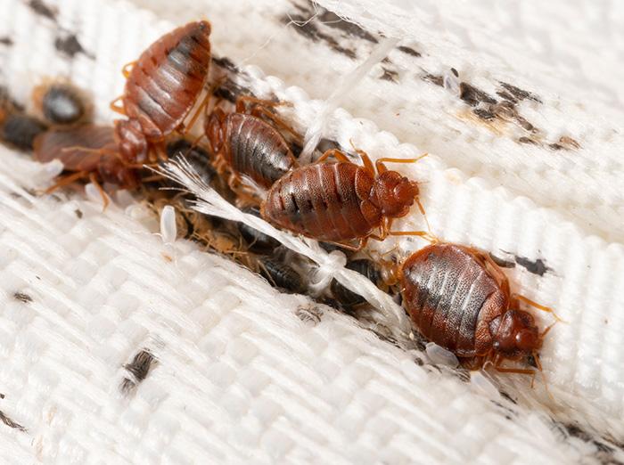 bed bug inspector uncovered adult bed bugs and eggs on mattress