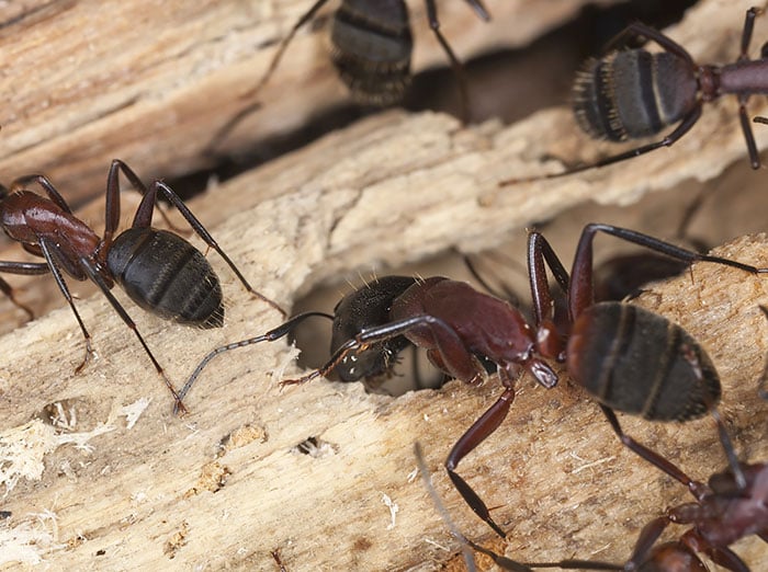 carpenter ants damaging wood