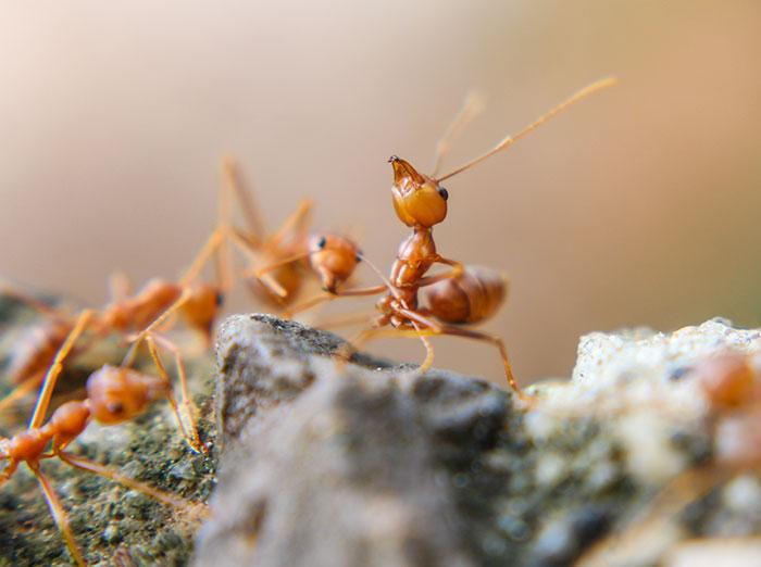 professional fire ant control for Virginia yards