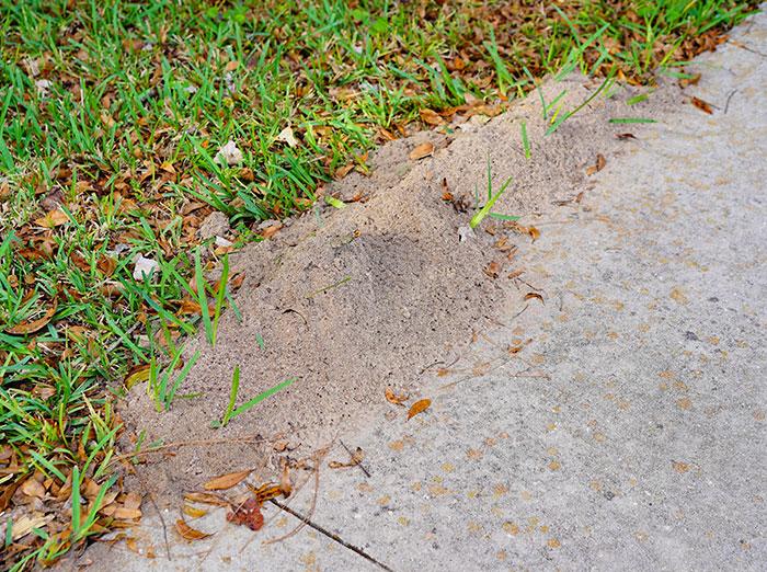 fire ant mound treatments Hampton Roads VA