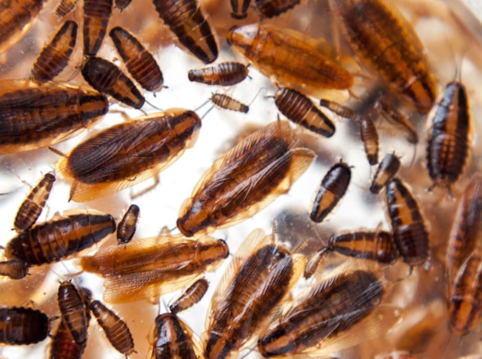 german roaches in a hampton roads home